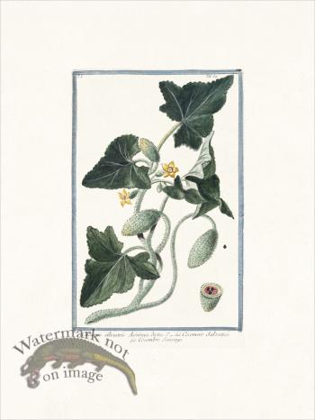 Bonelli 064 Cocombre Sauvage